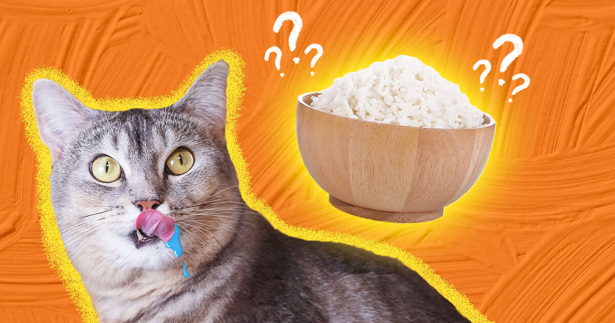 Cat In Rice