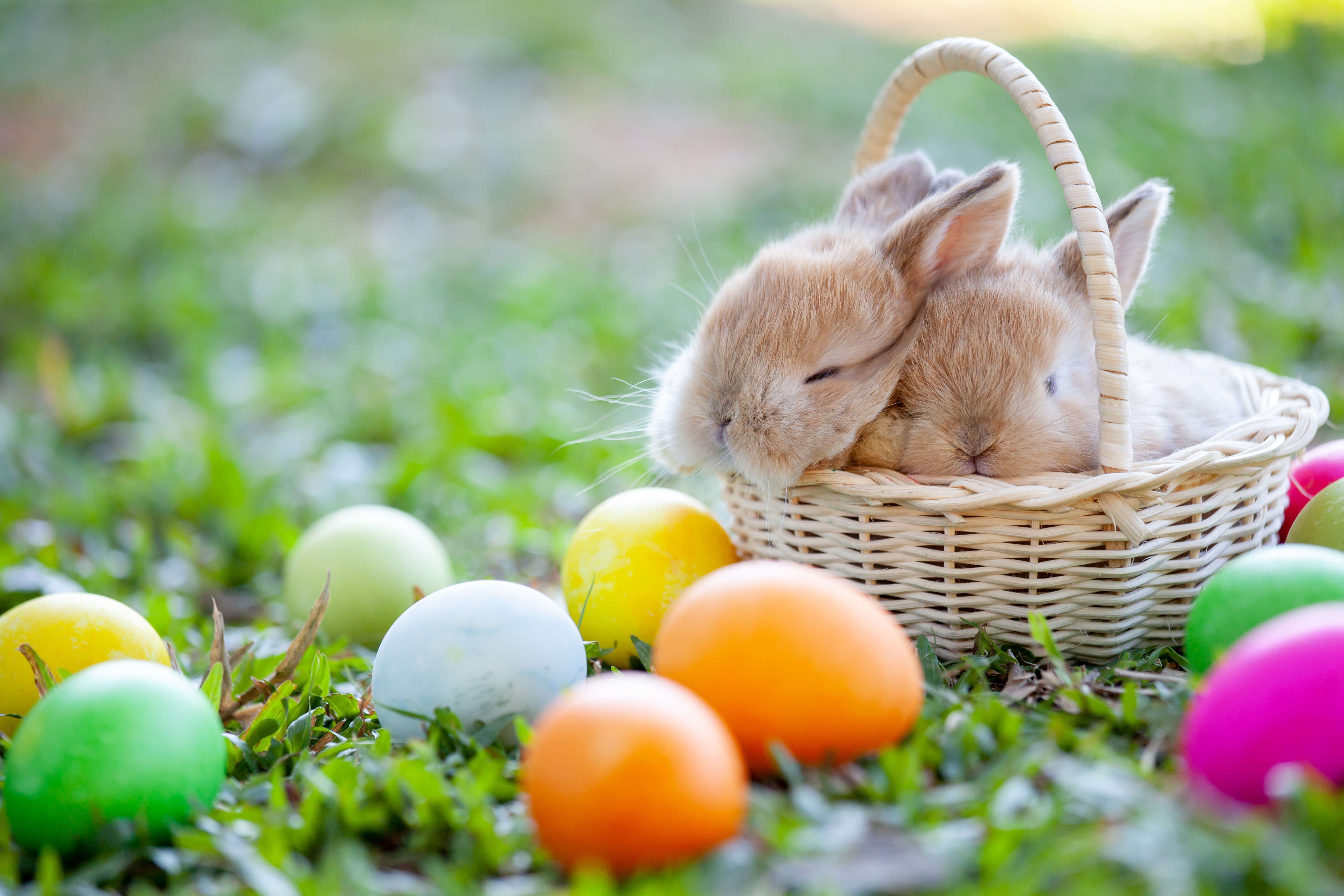 What Does A Bunny Symbolize Rabbit Spirit Animal Meaning