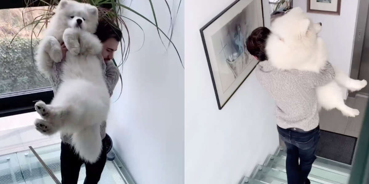 Dog Refuses To Walk Down Invisible Stairs The Dodo