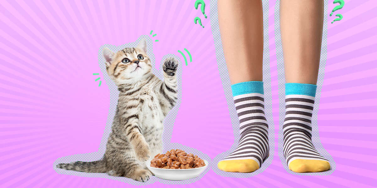 Why Does My Cat Want Me To Watch Her Eat? DodoWell The Dodo