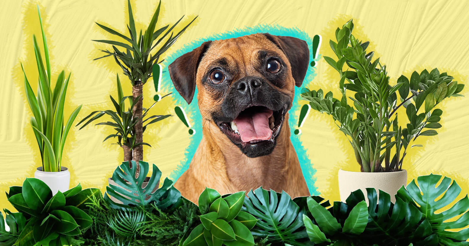 11 Indoor Plants Are Safe For Dogs DodoWell The Dodo