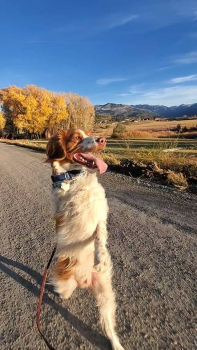 Dog Learns To Walk Like A Human The Dodo
