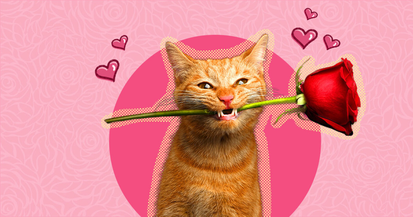 Flowers Safe For Cats 17+ Nontoxic Varieties That Won’t Cause Your Cat