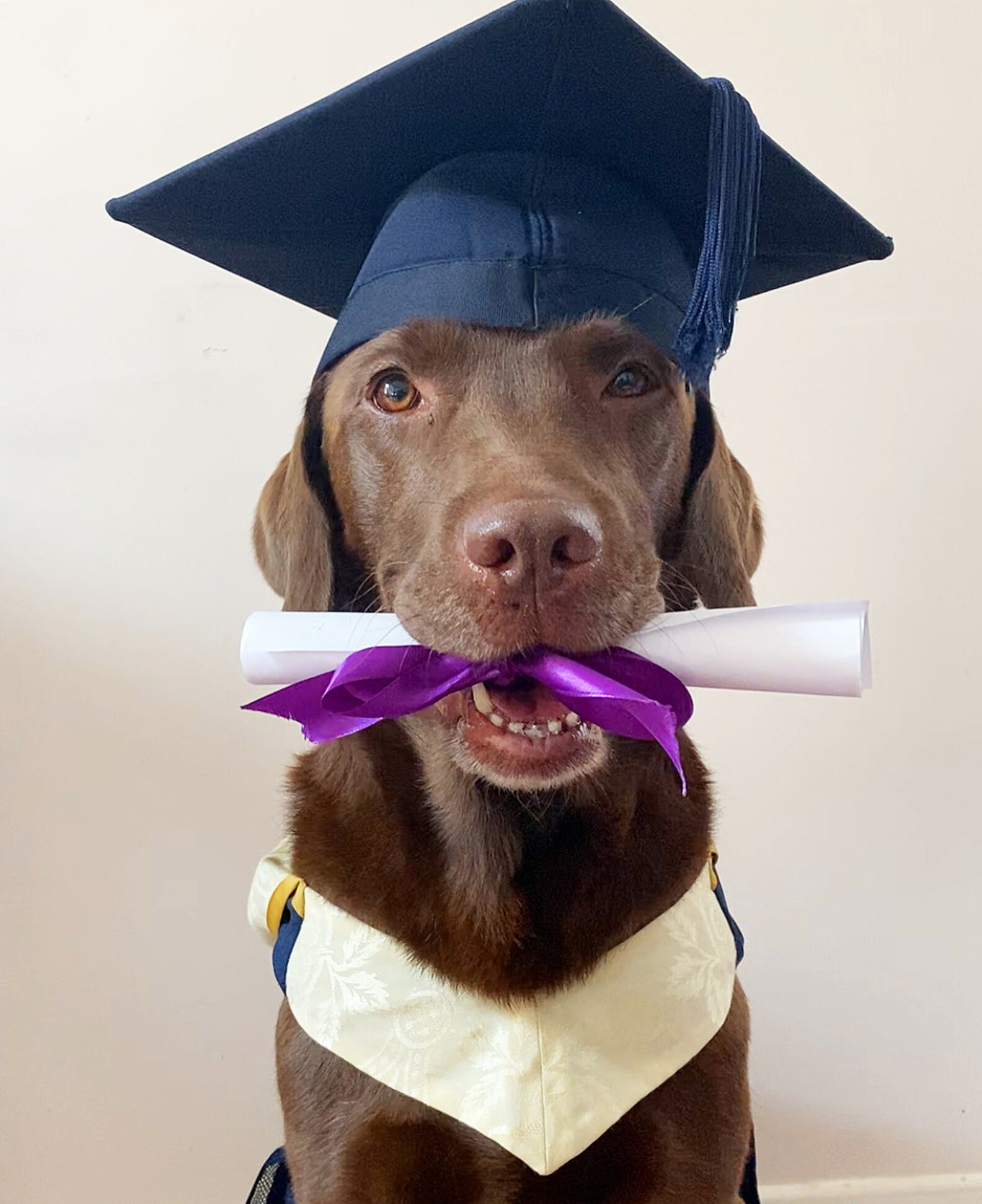 Beloved Dog Gets his Own Graduation Photo Displayed Beside Sisters