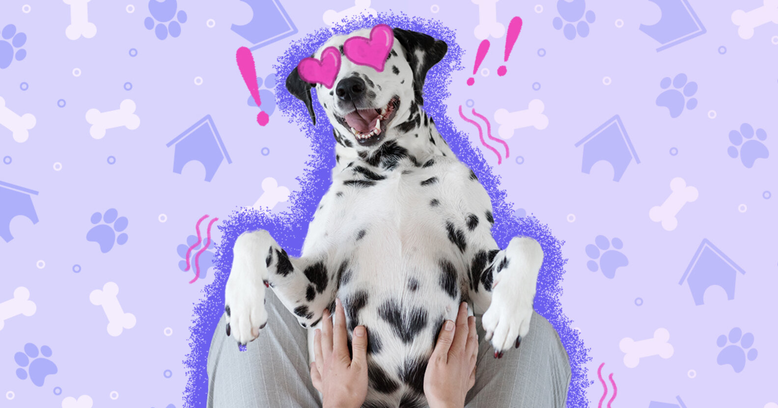 Why Do Dogs Like Belly Rubs? DodoWell The Dodo