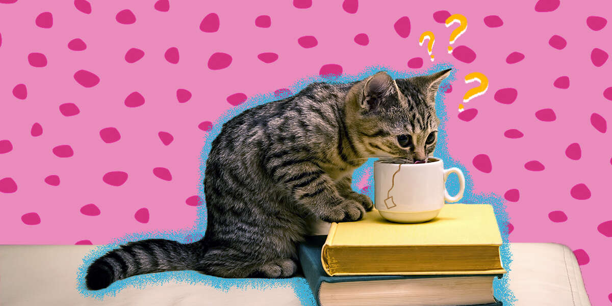 Can Cats Drink Tea? DodoWell The Dodo