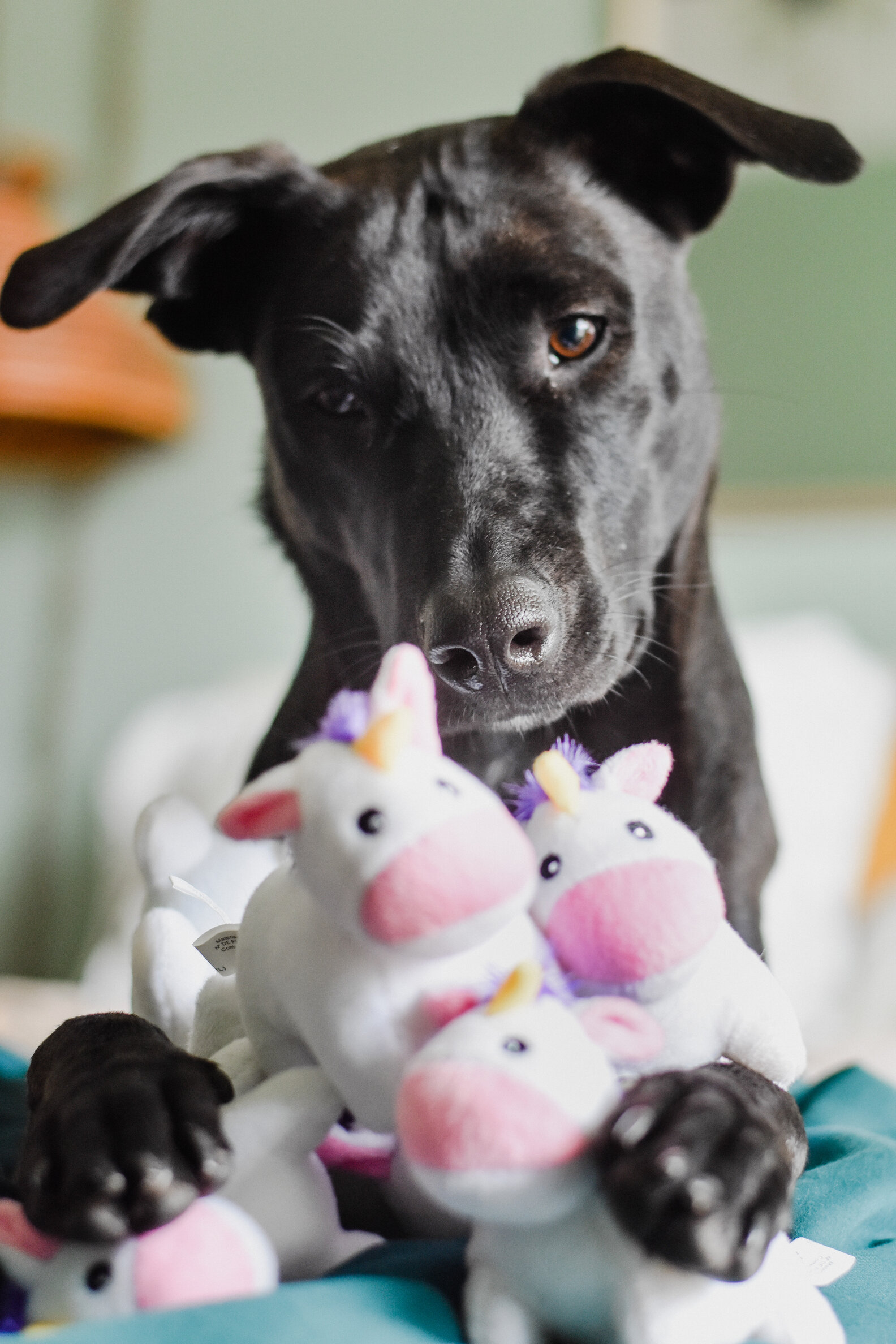 Dog Obsessed With Toy Unicorns Gets The Best Gift Ever The Dodo