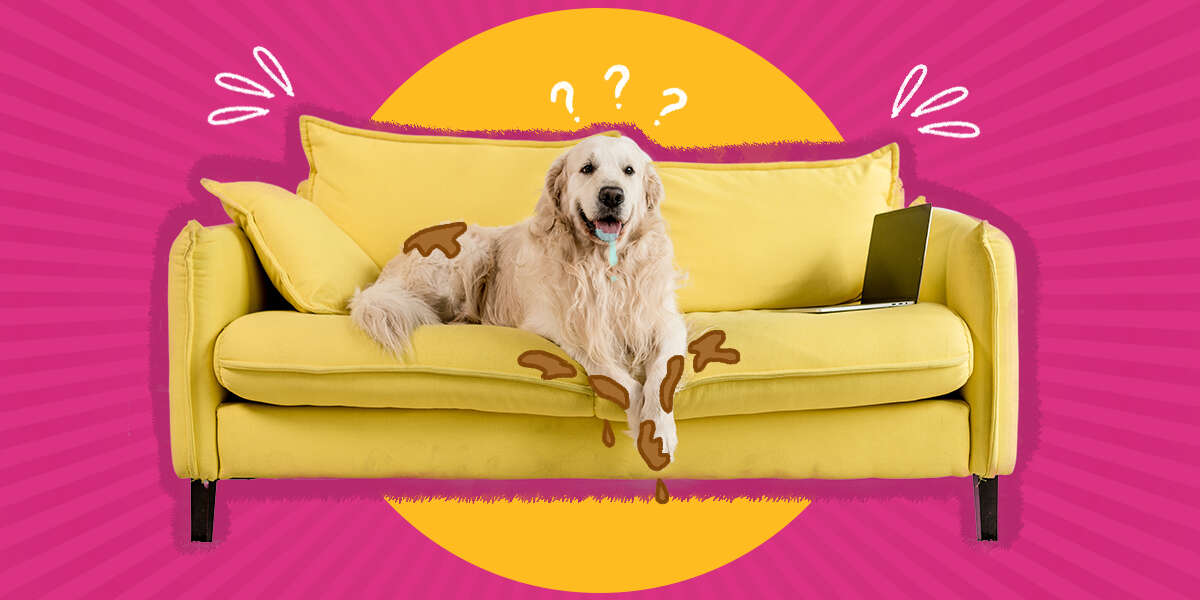 How To Keep Dogs Off Furniture DodoWell The Dodo