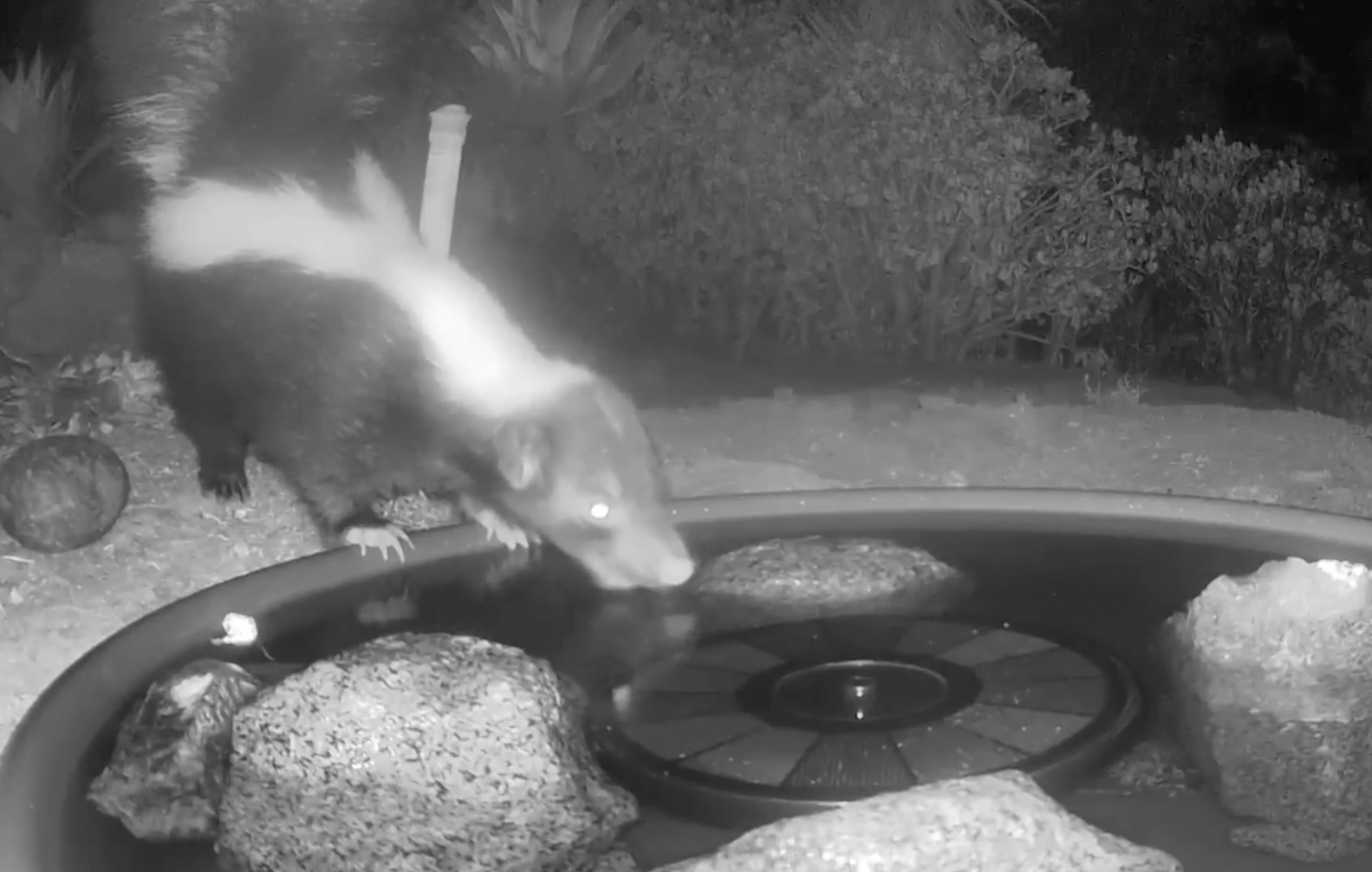 Hidden Camera Captures So Many Animals Sharing A Water Fountain The Dodo
