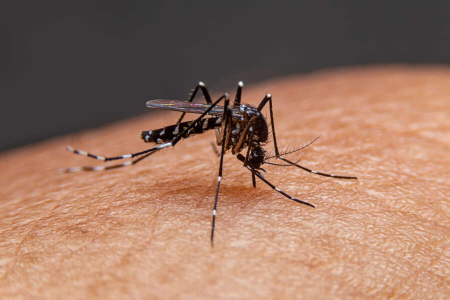 What are the Worst Cities in the USA for Mosquitoes? List Reveals the