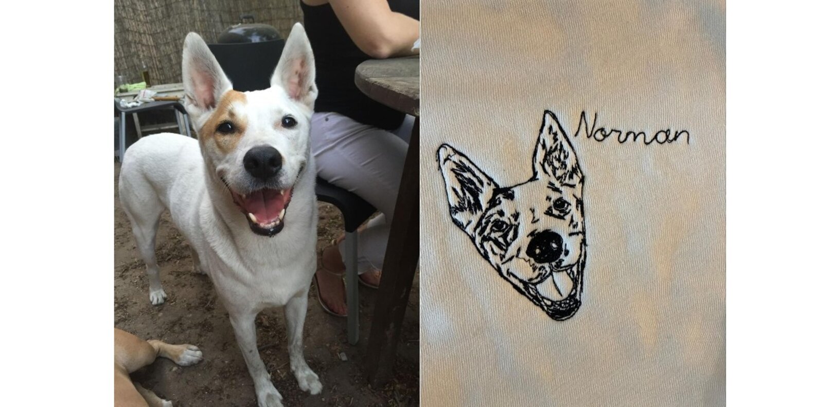 STAUD Custom Pet Sweatshirt Review Paw of Approval The Dodo