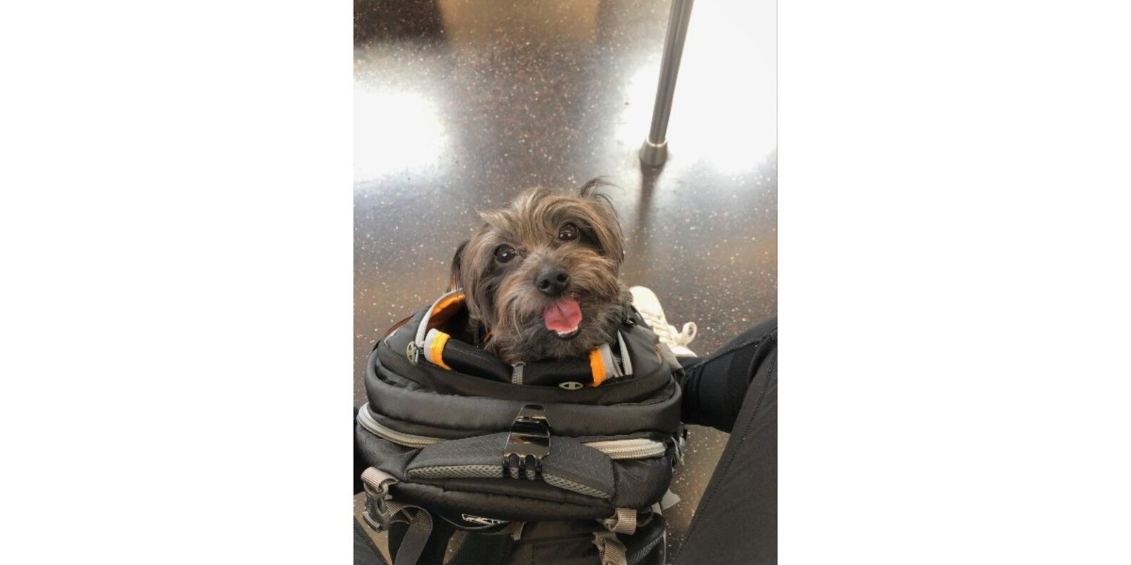 Kurgo GTrain Dog Carrier Backpack Review Paw of Approval The Dodo