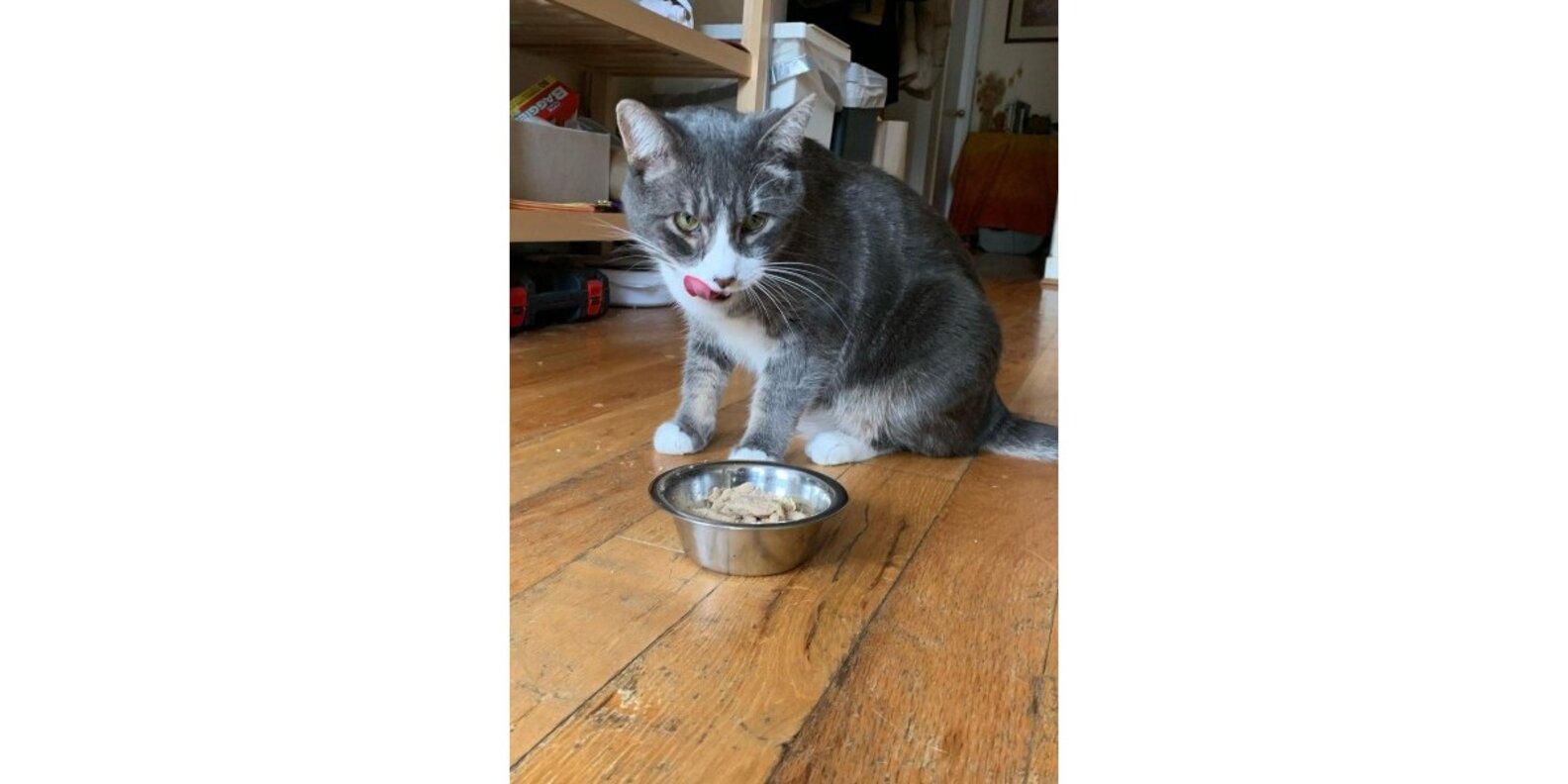 Nom Nom Cat Food Reviews Paw of Approval The Dodo