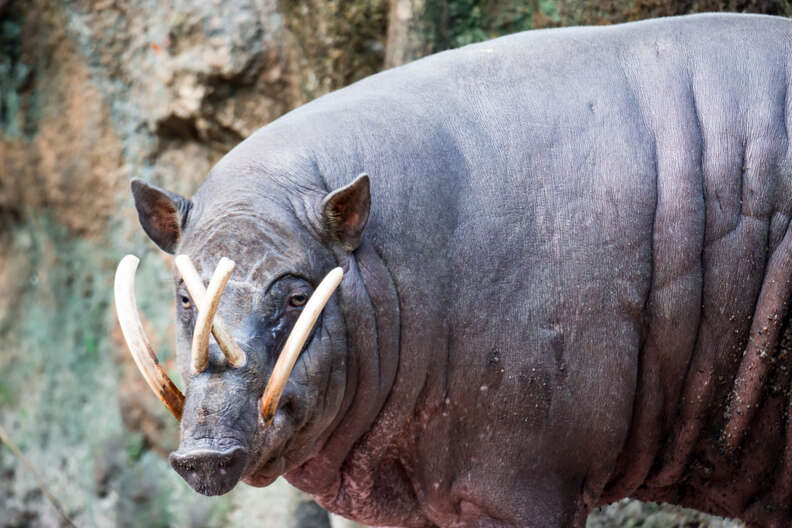 Wild Pig Has CraziestLooking Teeth Ever The Dodo