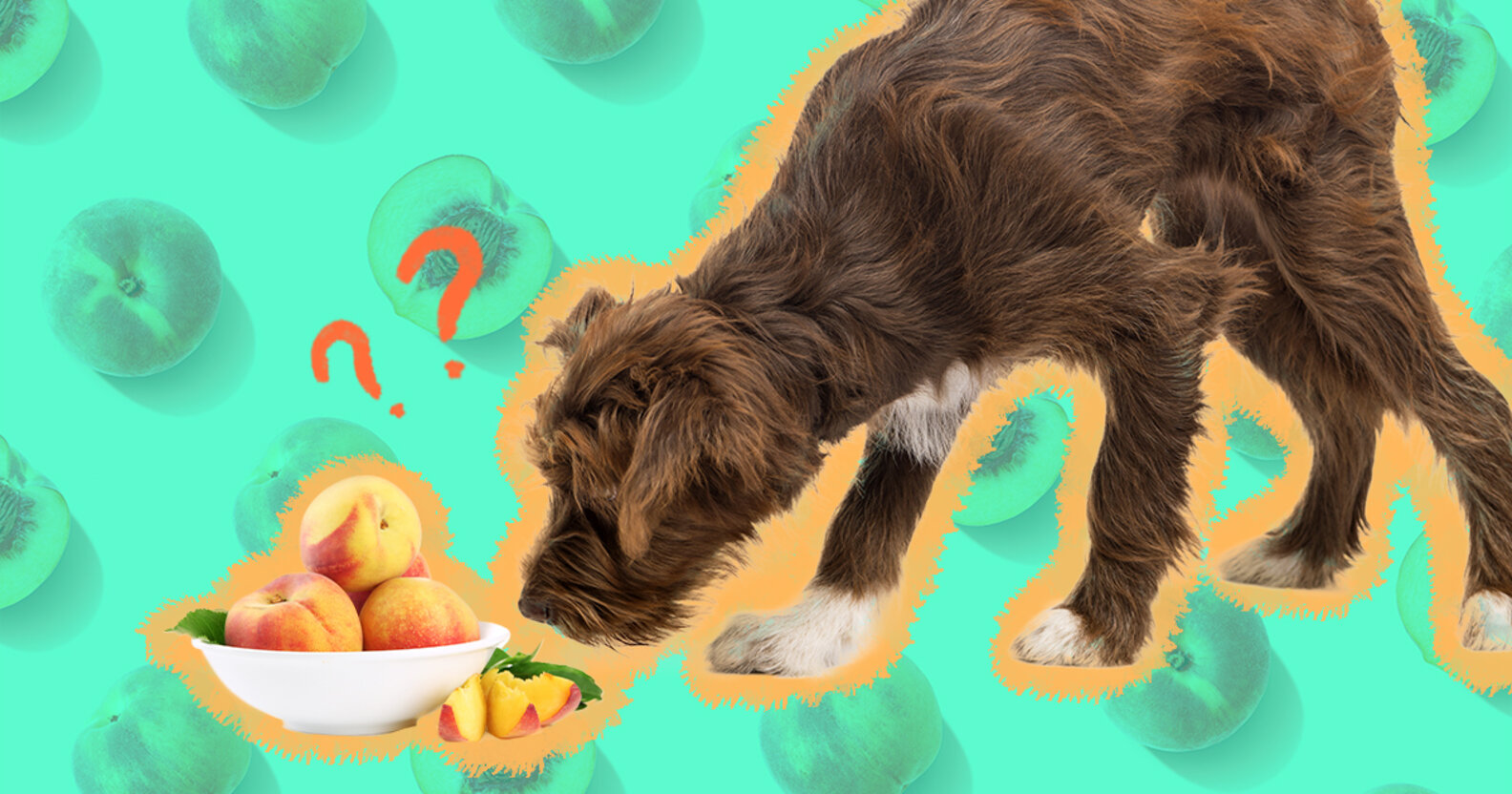 Can Dogs Eat Peaches? Here’s What A Vet Says DodoWell The Dodo