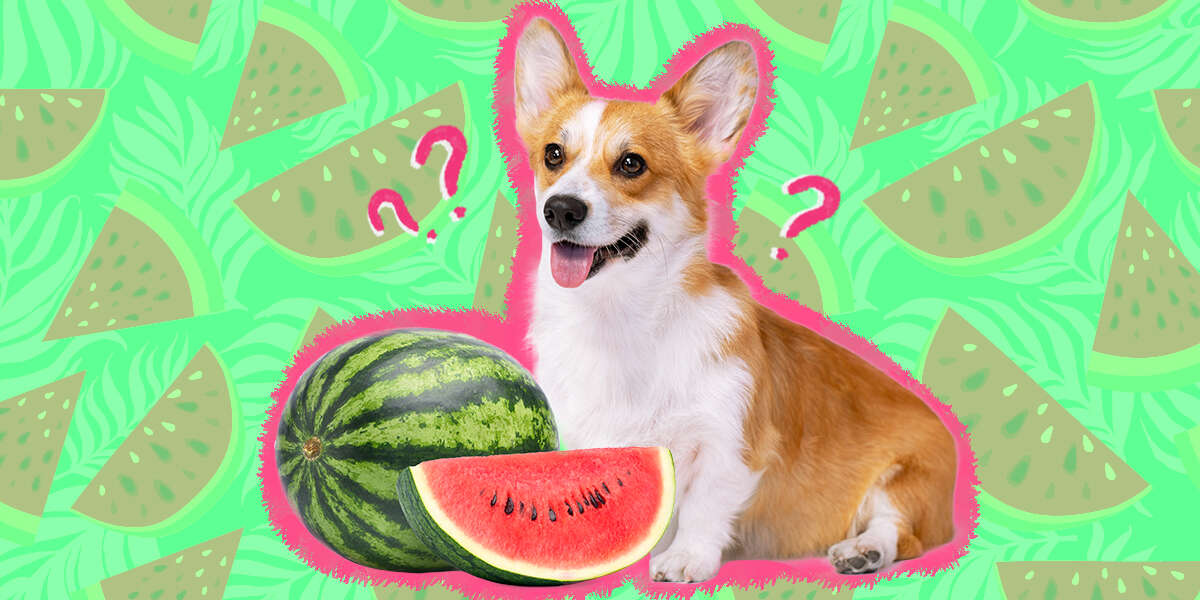 Can Dogs Eat Watermelon Safely? DodoWell The Dodo
