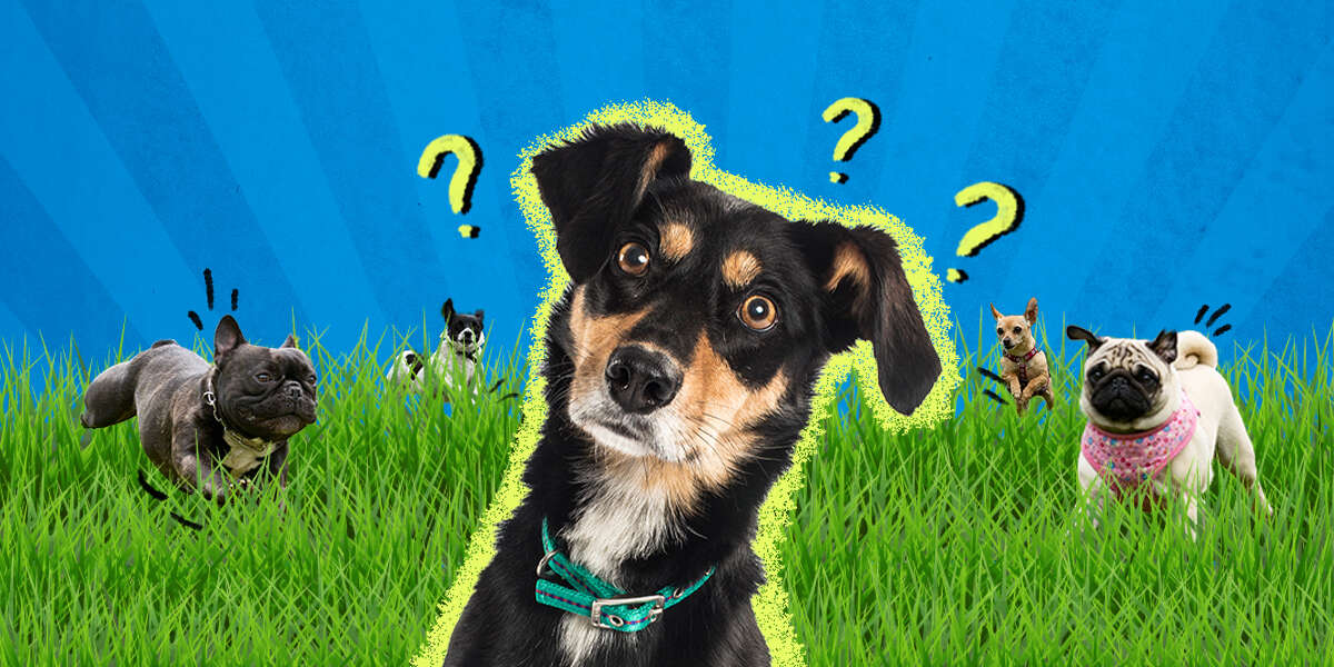 Are Dog Parks Safe? What To Know Before You Go DodoWell The Dodo