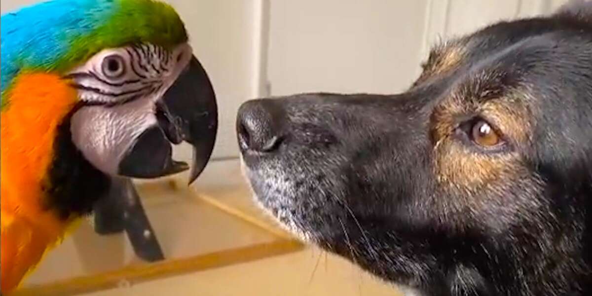 Dog And Parrot Who Didn't Get Along Spend Every Single Moment Together