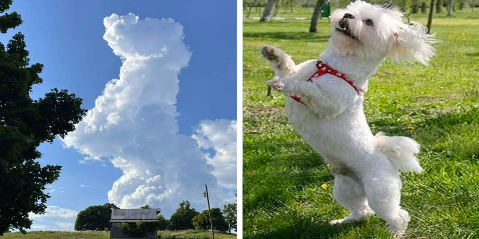 Woman Looking At The Sky Is Shocked To See An Adorable Cloud Dog The Dodo