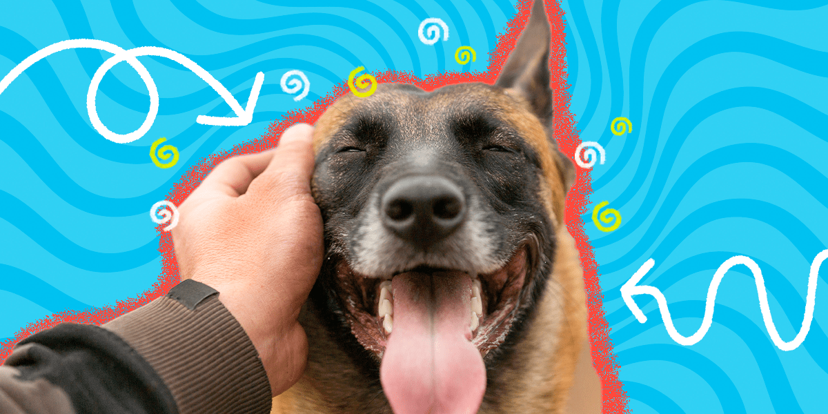 These Are The Best Places To Pet A Dog DodoWell The Dodo