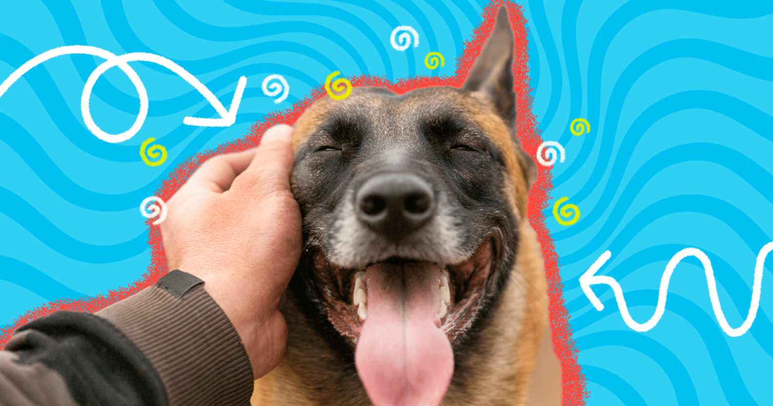 These Are The Best Places To Pet A Dog DodoWell The Dodo