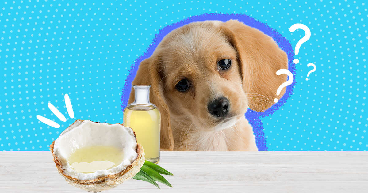 Is Coconut Oil Harmful To Dogs