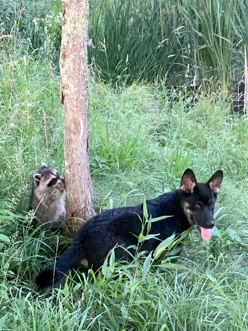 Wild Raccoons Keep Visiting Dog Friend To Play HideAndSeek The Dodo