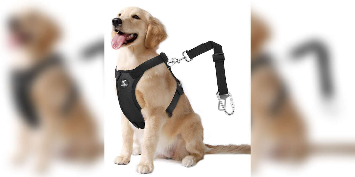 8 Best Dog Car Safety Harnesses and Seat Belts DodoWell The Dodo