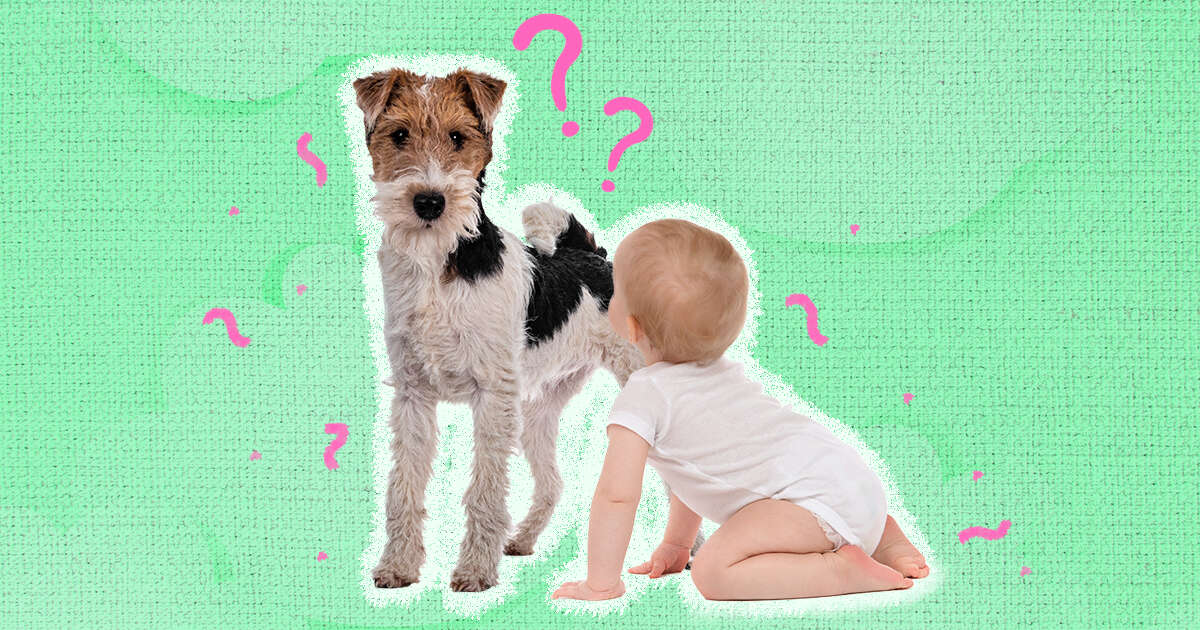 How Do I Introduce My Dog To A New Baby