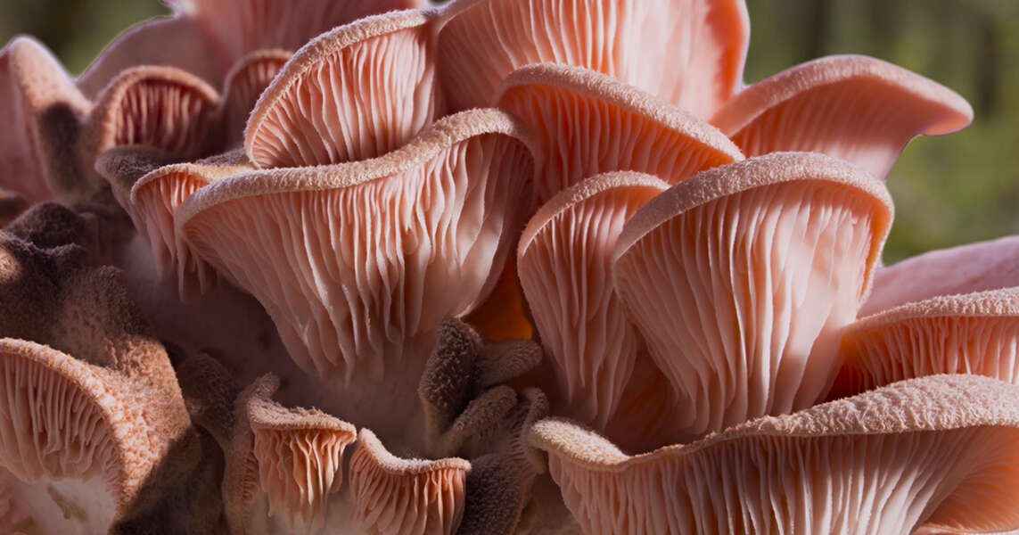 'Fantastic Fungi' Review Why You'll Now Love Your Mushroom Neighbors