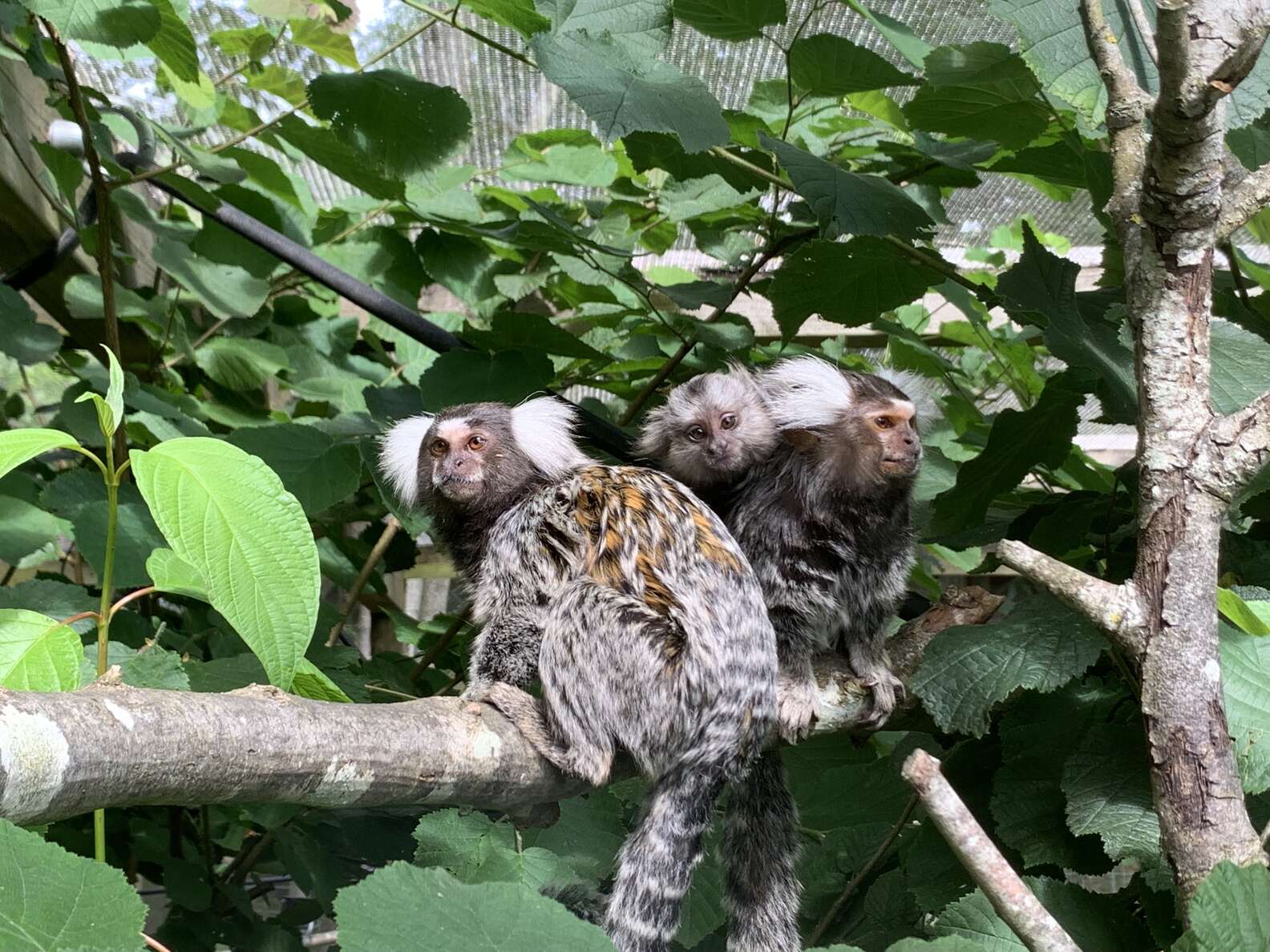 Rescued Baby Monkey Can't Wait To Meet New Mom And Dad The Dodo