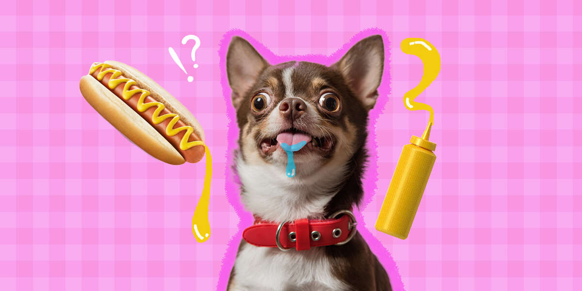 Can Dogs Eat Mustard? DodoWell The Dodo