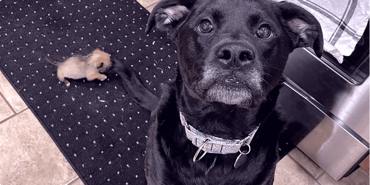 75Pound Dog Is Terrified Of 10Ounce Puppy Videos The Dodo