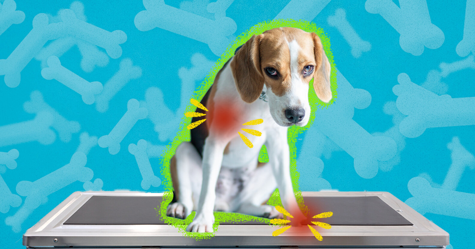 Arthritis In Dogs Causes, Symptoms, Treatment & Prevention DodoWell The Dodo