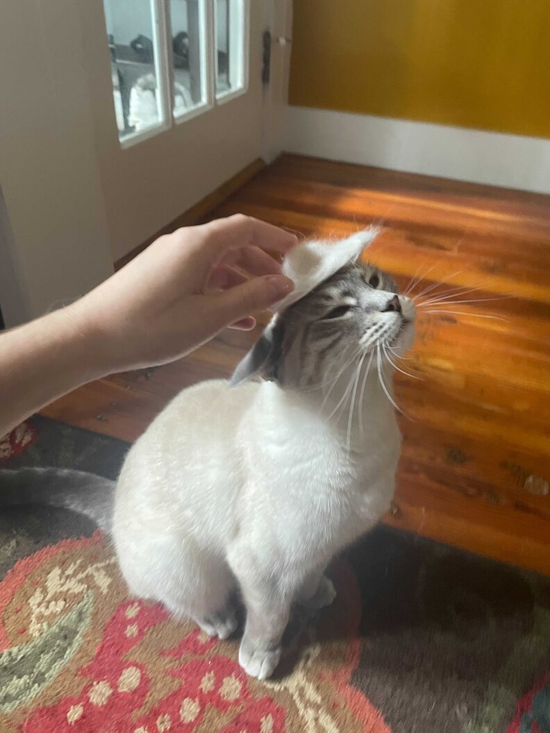 Cat Mom Creates Tiny Cowboy Hat Out Of Extra Fur The Dodo