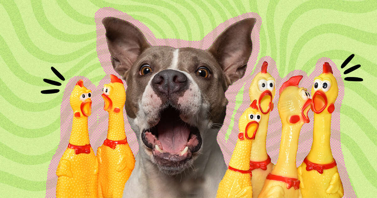 Why Do Dogs Howl When You Squeak A Toy