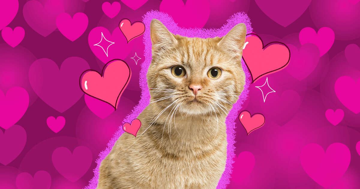 Can Dogs Be Attracted To Cats