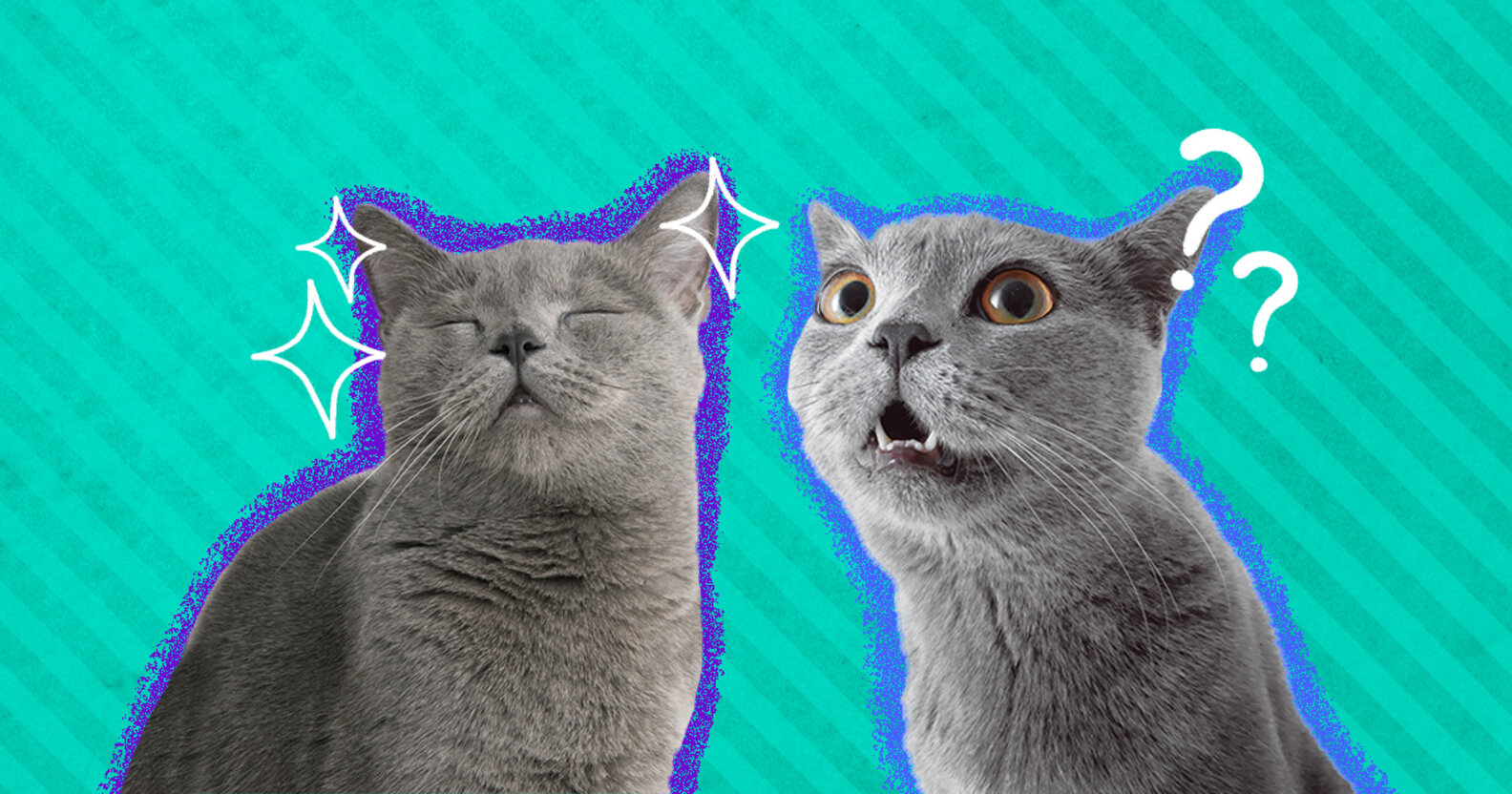 Do Cats Have Feelings? DodoWell The Dodo