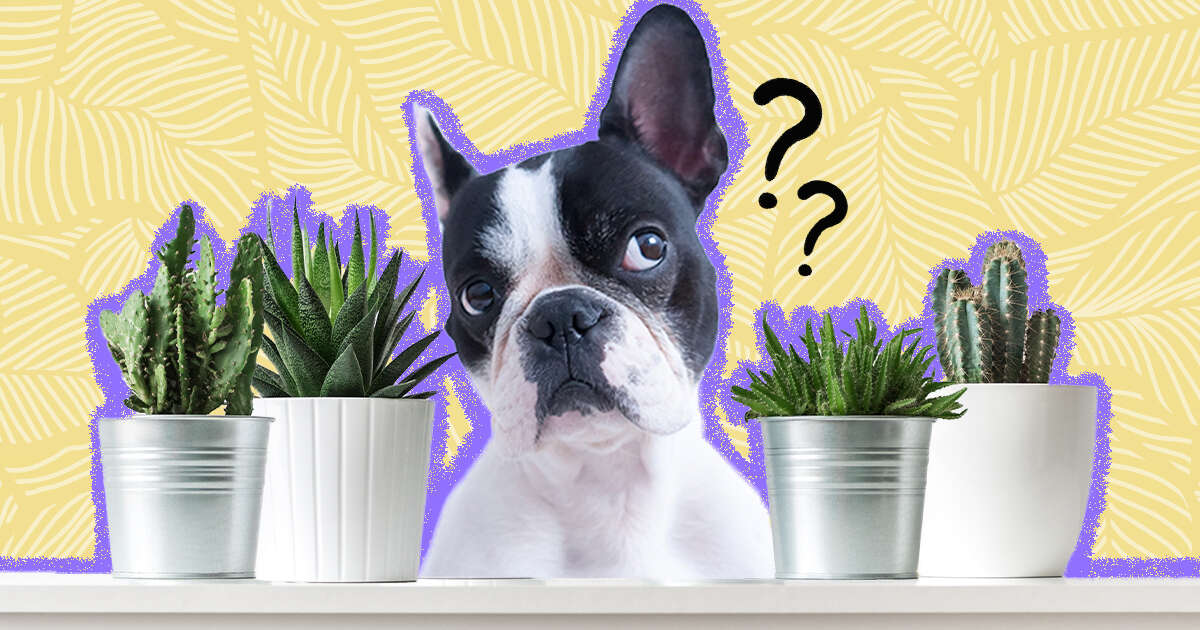 Cactus Poisonous To Dogs