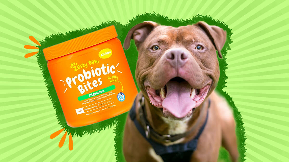 Can Probiotics Cause Loose Stools In Dogs