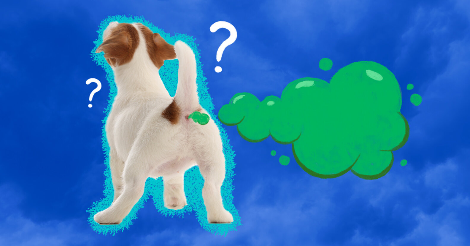 Things You Should Know About Your Dog's Farting DodoWell The Dodo