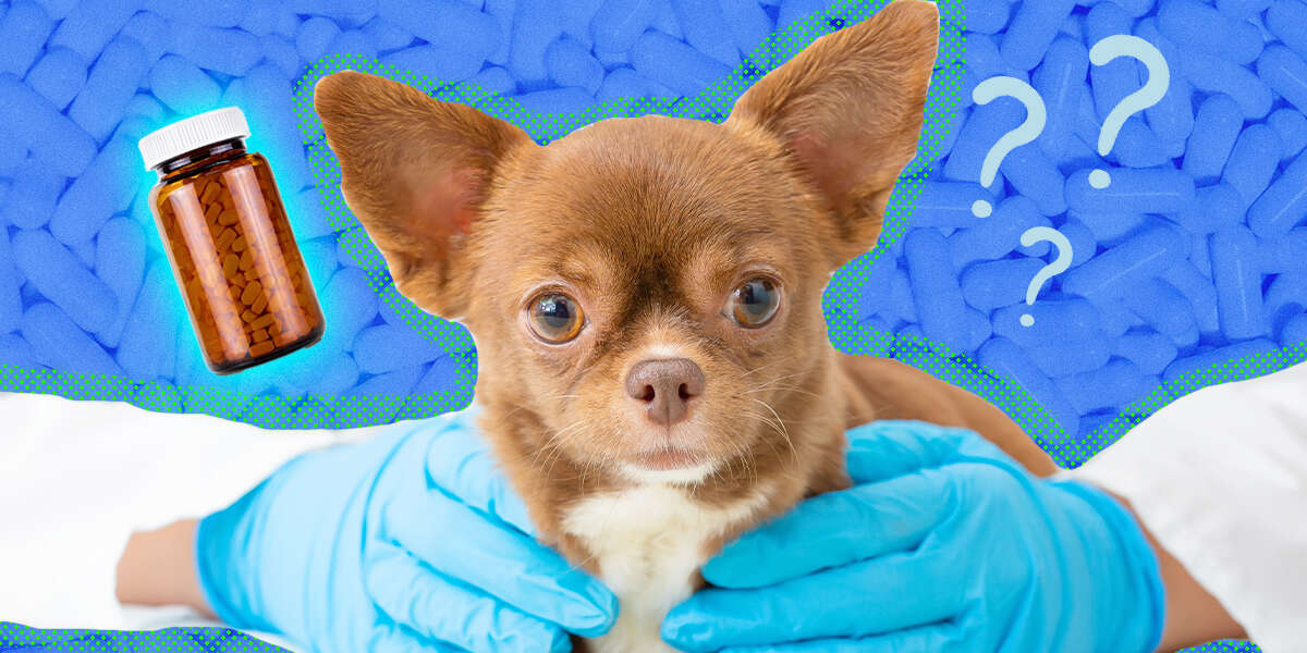 How Heartworm Treatment For Dogs Works - Dodowell - The Dodo