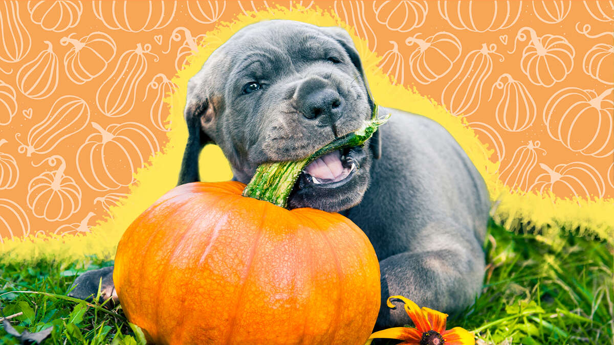 Why Does Pumpkin Stop Dogs From Eating Poop