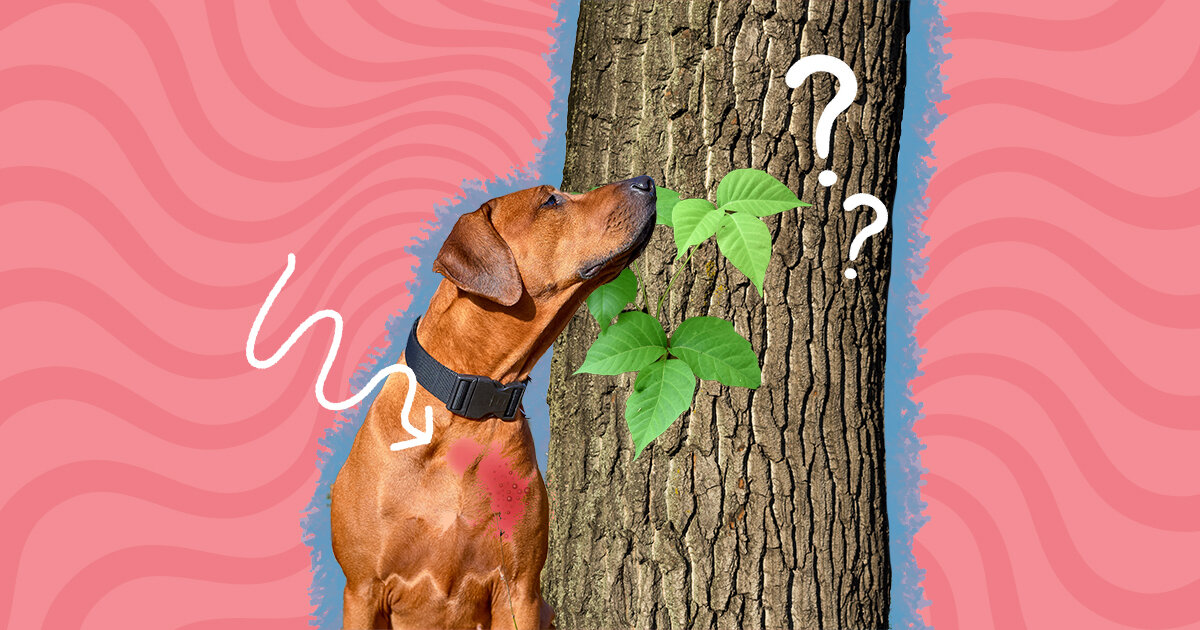 Can Dogs Carry Poison Ivy On Their Fur