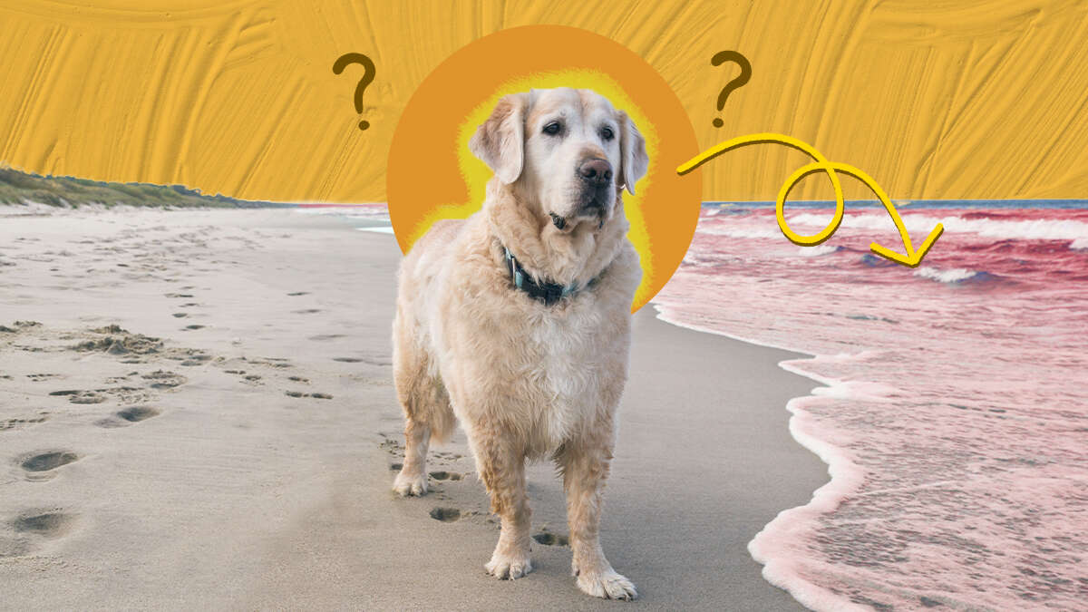 Is It Dangerous For Dogs To Eat Sand