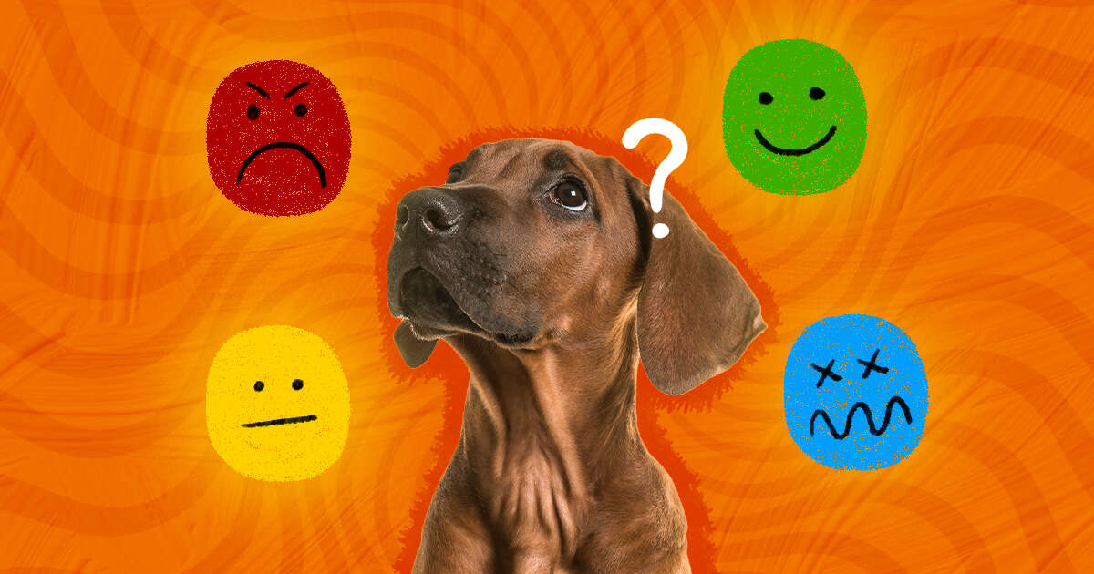 Top 174 + Do animals have emotions like humans