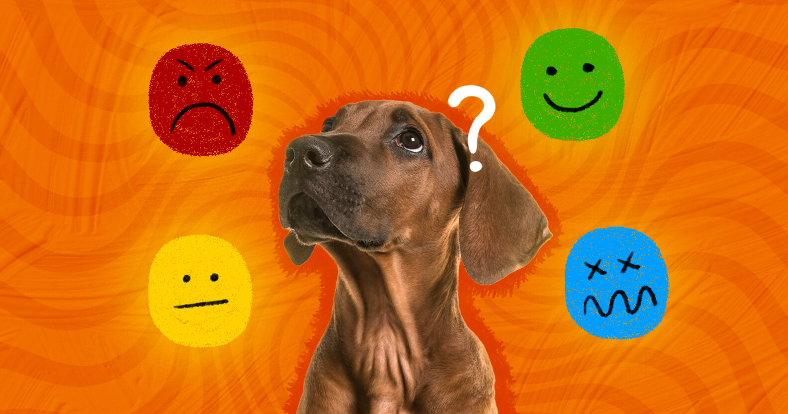 Do Dogs Have Feelings? DodoWell The Dodo