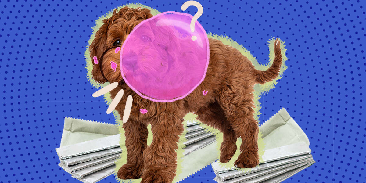 Can Dogs Eat Gum? DodoWell The Dodo