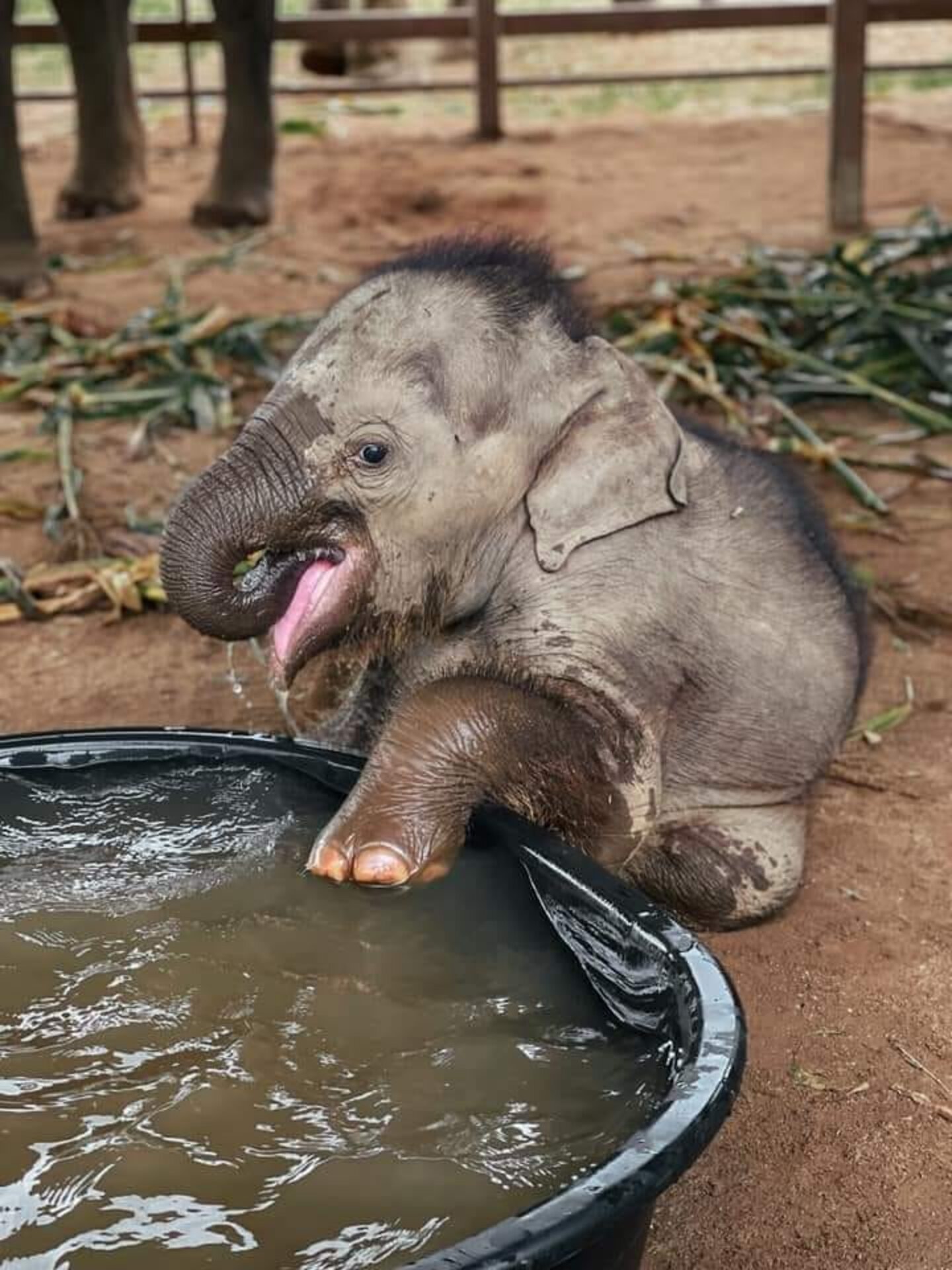 Rescued Baby Elephant Has The Most Adorable First Bath The Dodo