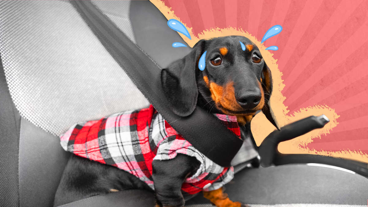 How Can I Help My Dogs Car Anxiety